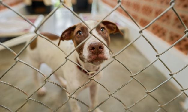 SIGN: Pass Legislation Allowing Wasted Pet Food & Supplies to Go to Animals in Need