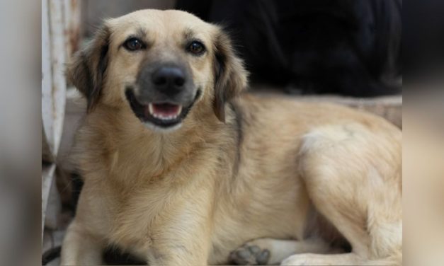 LFT’s 2025 Urgent Need Fund Grant Program is Ready to Help Animals in Need