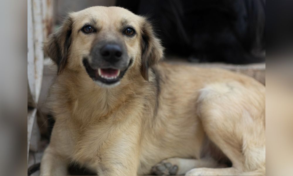 Dog at Fondation Alliance Verte