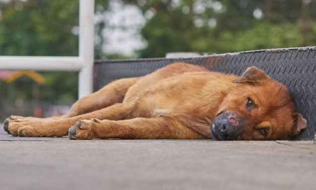 SIGN: Justice for Dog Allegedly Dragged Behind Car for Miles on Highway