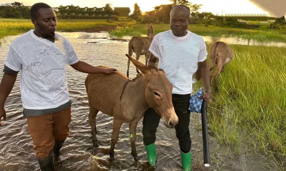 Donkeys And Men Standing In The Floodwaters