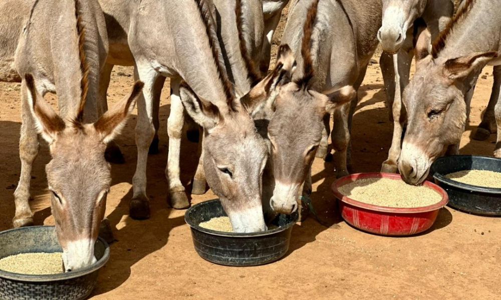 Donkeys Eating