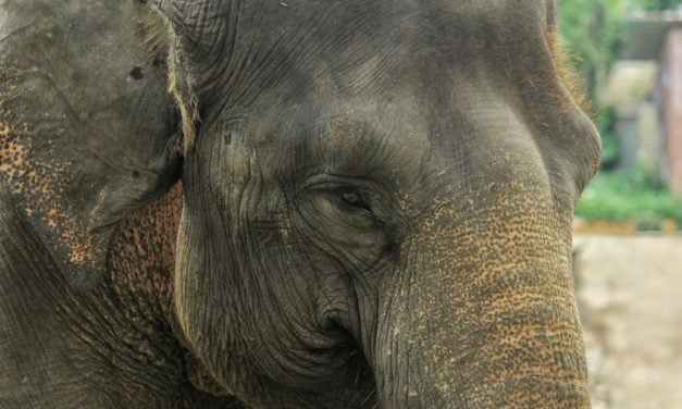 SIGN: Help Pass Bill to End the Cruel Captivity of Elephants in US Zoos and Safari Parks