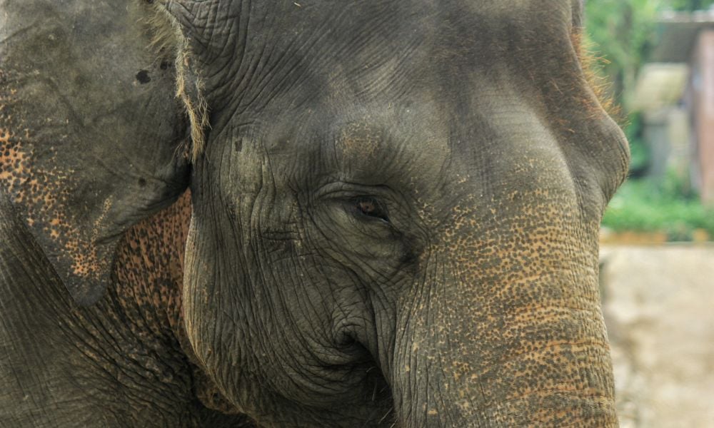 SIGN: Help Pass Bill to End the Cruel Captivity of Elephants in US Zoos and Safari Parks