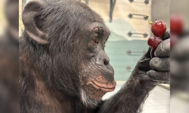 Chimpanzee Rescued From Roadside Safari Park Begins His New Life at Sanctuary