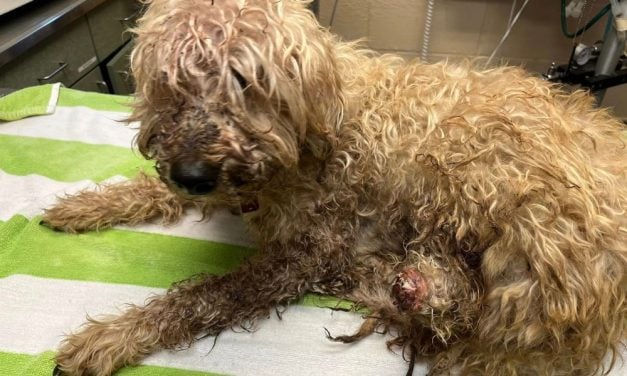 SIGN: Justice for Dog Whose Leg Was Partially Amputated With Scissors and Left to Suffer