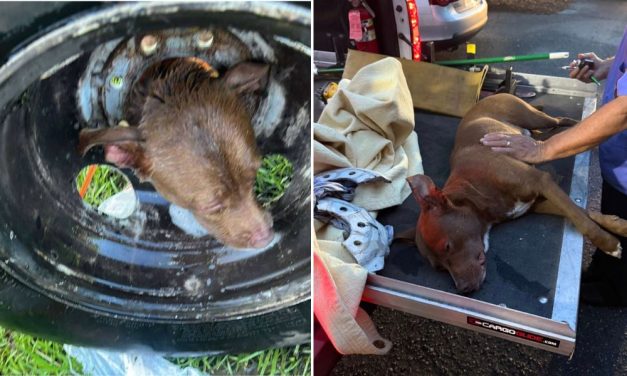 Dog With Head Caught in Tire Is Saved in Dedicated Rescue Effort