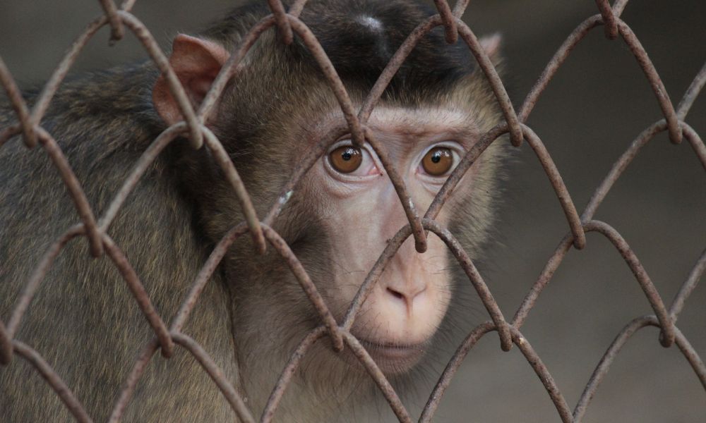 SIGN: Pass the CARE Act to Strengthen DOJ Enforcement for Animal Cruelty