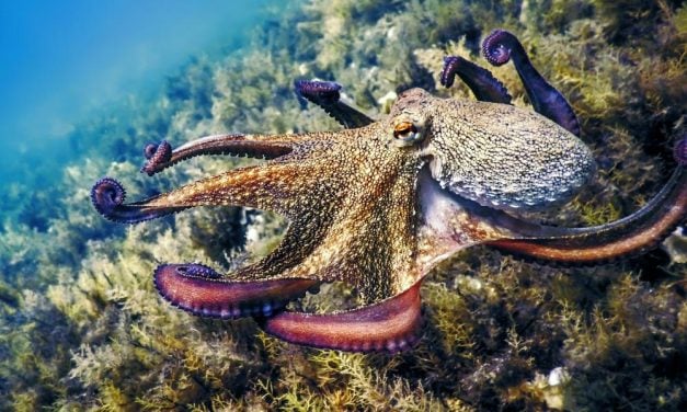 SIGN: Support New Jersey Bill to Ban Octopus Farming