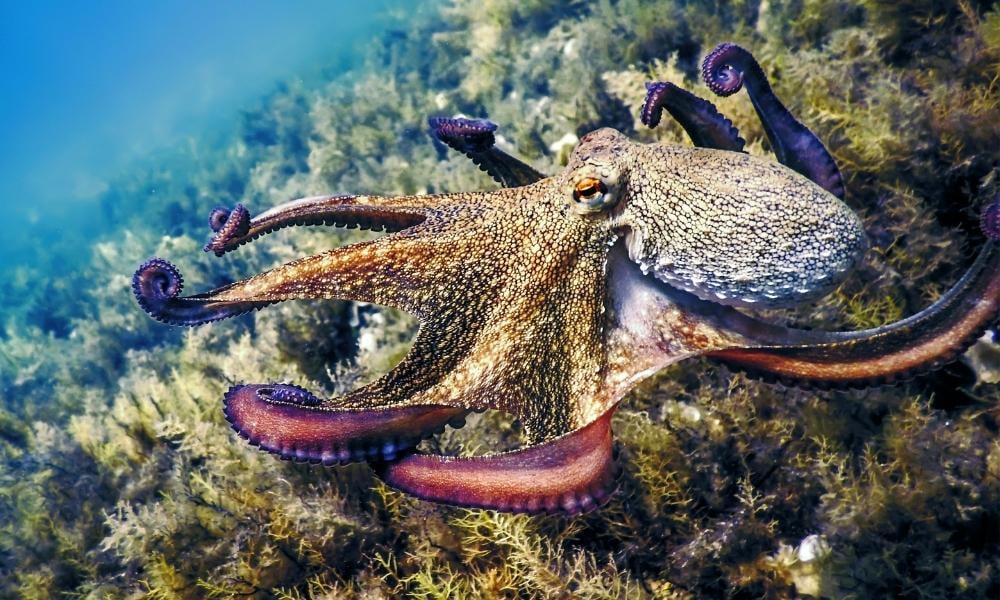 SIGN: Support New Jersey Bill to Ban Octopus Farming