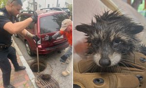 Officer holding the catch pole over the drain and a rescued raccoon