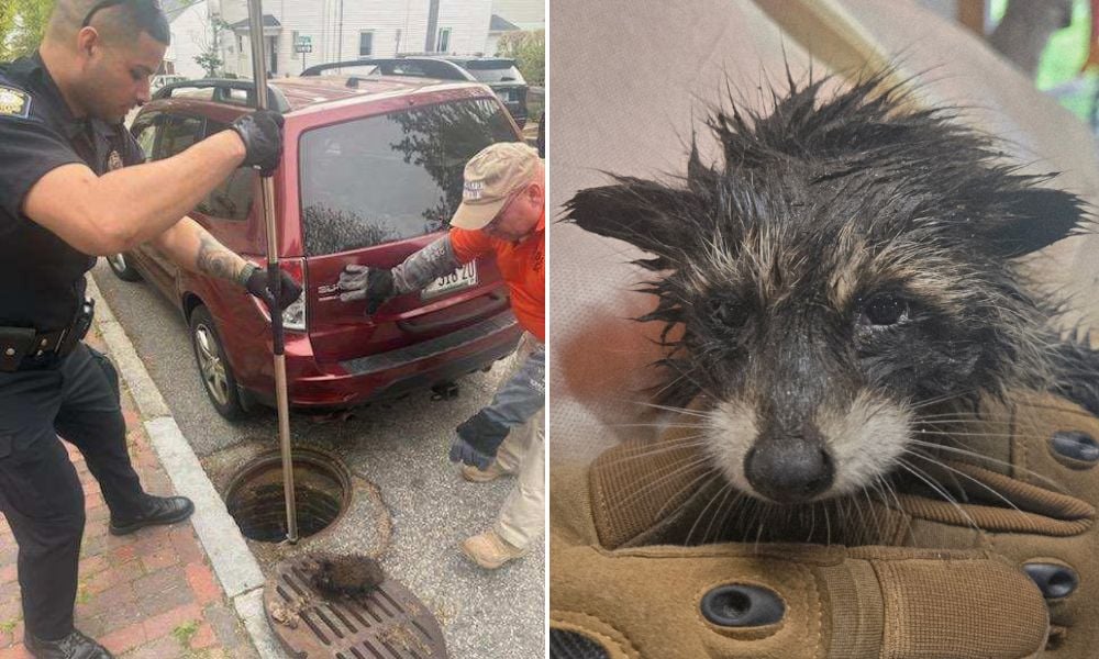 Three Baby Raccoons Rescued After Spending at Least a Day Stuck in Sewage Drain