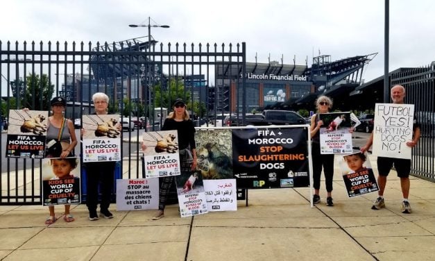 Lady Freethinker Protests Morocco’s Mass Killing of Dogs at FIFA World Cup Match
