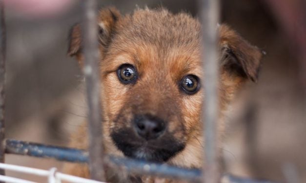 SIGN: Justice for Over 100 Puppies, Dogs, and Chickens Suffering in Cramped and Filthy Conditions