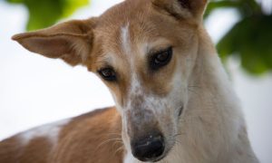 Rescue Wadi Dog in Oman