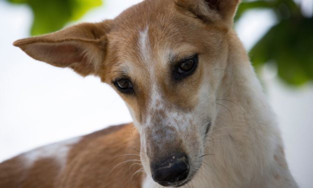 New Animal Welfare Association Brings Hope to Oman’s Most Vulnerable Creatures