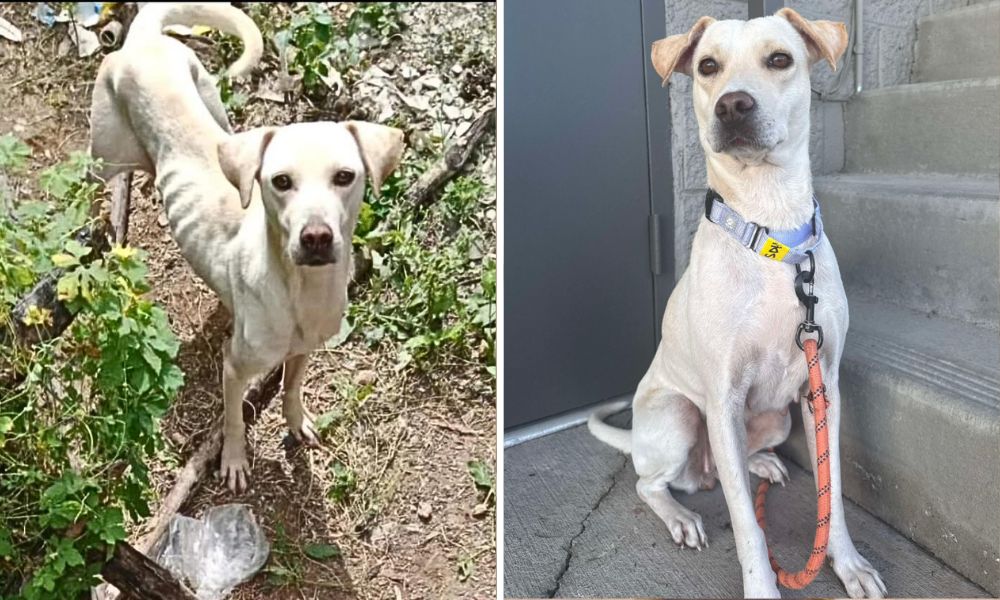 Sugar Before & After
