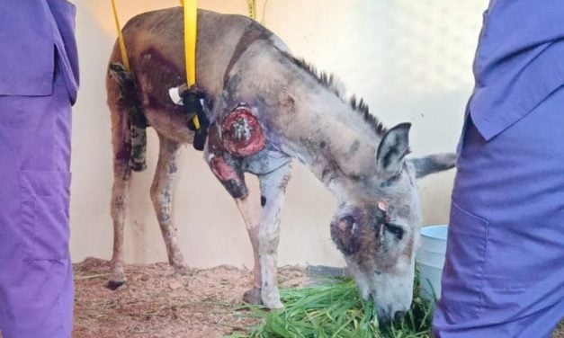 Lady Freethinker Helps Seek Justice for Donkey Dragged by Truck