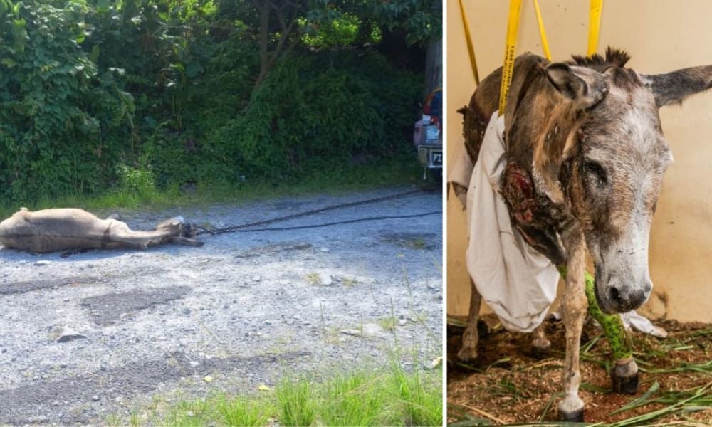 SIGN: Justice for Donkey Tied to a Truck & Dragged Down the Road