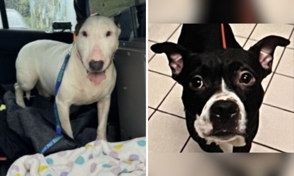 PETITION UPDATE: Florida Passes Laws Increasing Penalties for Animal Cruelty & Abandonment