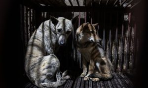 Two Dogs Inside Cage in Hanoi, Vietnam