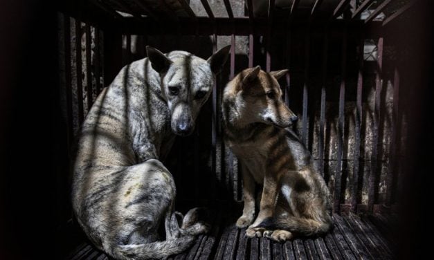 SIGN: Support Los Angeles Sister City Motion Calling to End Hanoi’s Cruel Dog and Cat Meat Trade