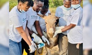 VERITAS team and a donkey