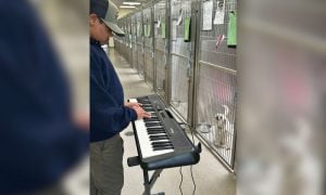 Yuvi Playing Piano For Shelter Animals