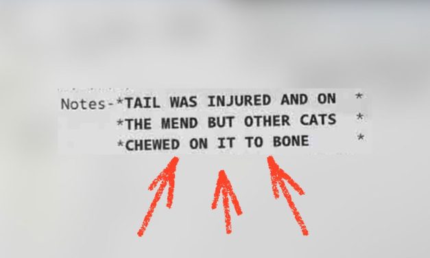 Kitten’s Horrific Death at USDA Breeding Facility Highlights Urgent Need for Stronger Enforcement
