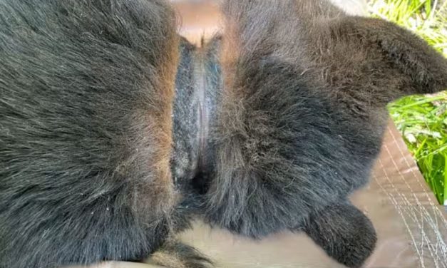 Bear Cub Finally Freed After 2 Years With Plastic Lid Embedded in Neck