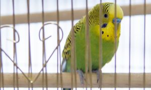 Bird in cage
