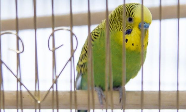 SIGN: Help Stop the Sale of Birds in New York Pet Stores