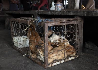 Dogs in cage for meat
