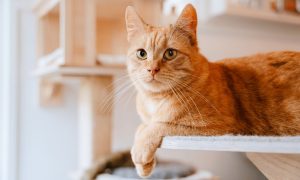 Orange tabby cat lying on cat tree shelf