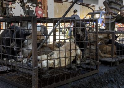 Dogs in cage for meat