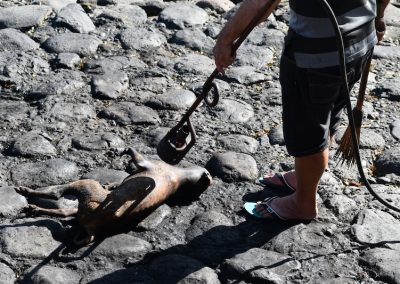 Dog corpse blowtorched