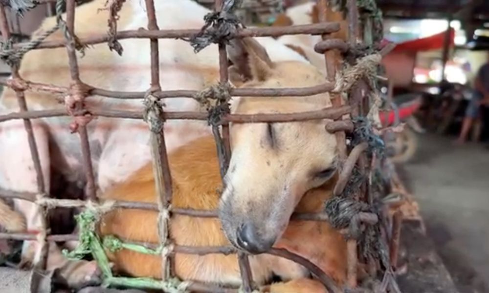 Dogs Crammed Into a Cage on Top of Each Other