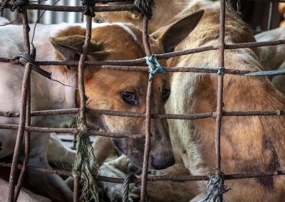Dogs in cage for meat