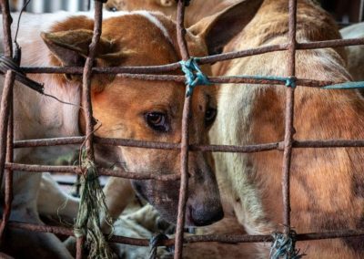 Dog’s Eyes Through Cage, Kawangkoan Market, Minahasa Regency, North Sulawesi