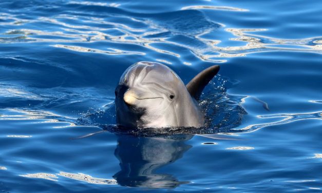 Victory! Mexico Passes Reform Banning Dolphin Shows and New Dolphinariums