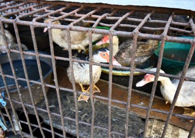 Ducks in cage meat market N Sulawesi