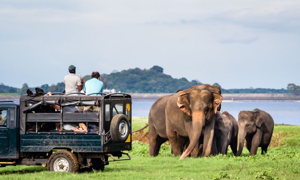 Family of elephants and tourists watching them from a vehicle