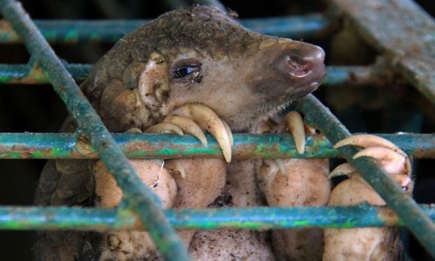 SIGN: Boost Protections for Pangolins Who Are Brutally Killed for Their Body Parts