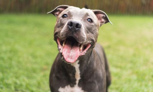 Bubbly Dog Finds Forever Home After Waiting in Shelter for Over 2 Years
