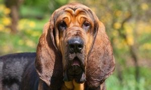 Sad Bloodhound