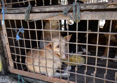 Dogs in cage for meat N Sulawesi