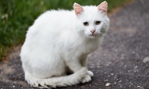 Sad, scared cat on street