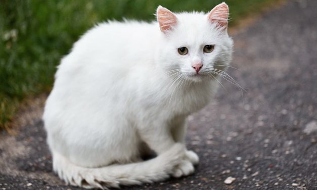 SIGN: Justice for Cats Bashed and Mutilated by Suspected Serial Cat Killer