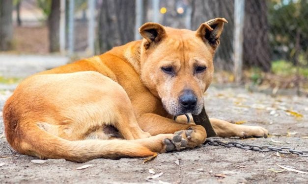 SIGN: Justice for Abandoned Dog Found Chained to Lawnmower, Decomposing