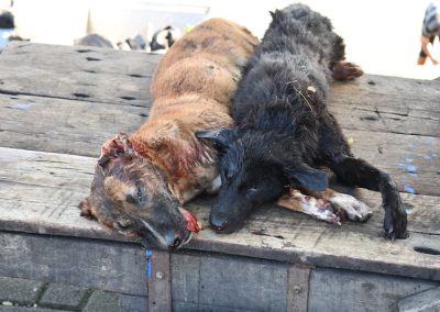 Dead dogs killed for meat
